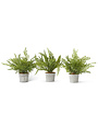 Assorted Ferns in Metal Pot