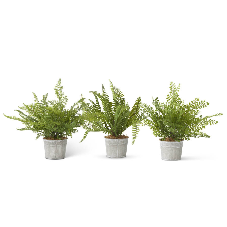 Assorted Ferns in Metal Pot