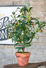 Handcrafted Potted Olive Topiary