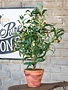 Handcrafted Potted Olive Topiary