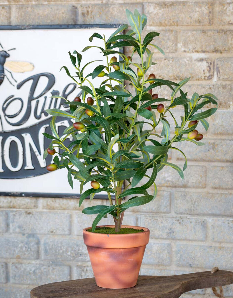 Handcrafted Potted Olive Topiary