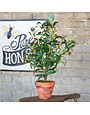 Handcrafted Potted Olive Topiary