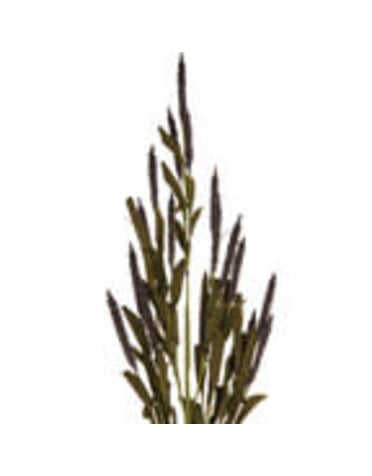 Purple Botanic Mini Cattail Stem