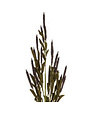 Purple Botanic Mini Cattail Stem