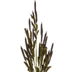 Purple Botanic Mini Cattail Stem