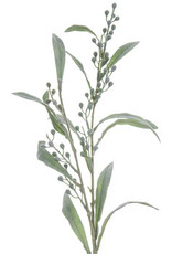 Green Mimosa Spray
