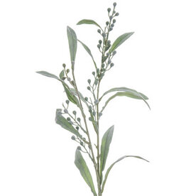 Green Mimosa Spray