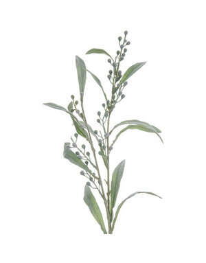 Green Mimosa Spray