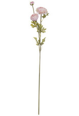 Blush Ranunculus Stem