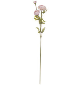 Blush Ranunculus Stem