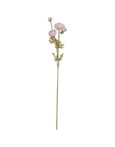 Blush Ranunculus Stem