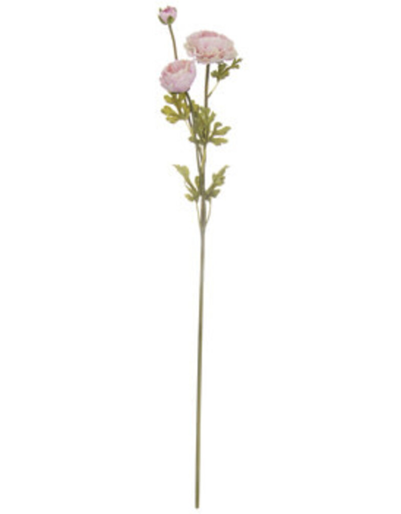 Blush Ranunculus Stem