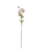 Blush Ranunculus Stem