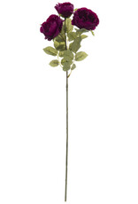 Plum Diana Tea Rose Stem