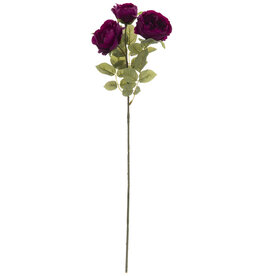 Plum Diana Tea Rose Stem