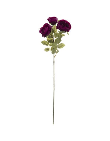 Plum Diana Tea Rose Stem