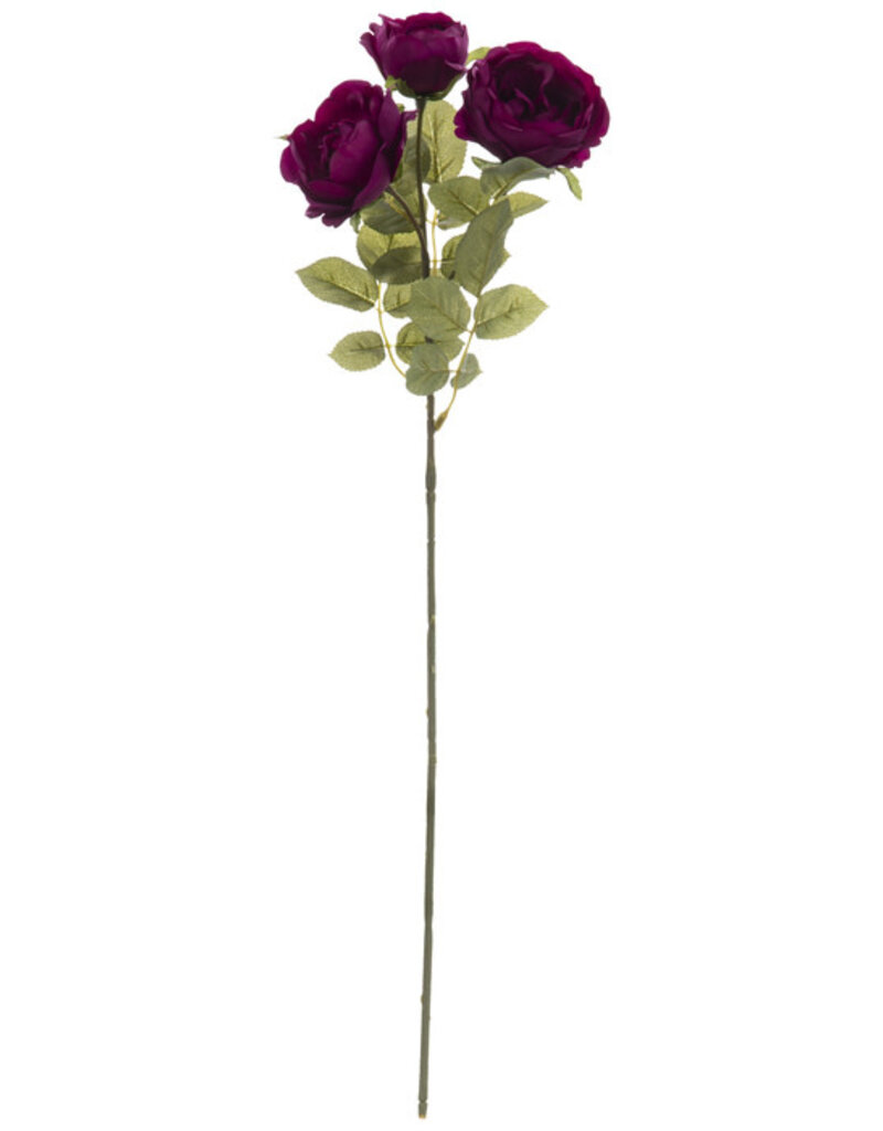 Plum Diana Tea Rose Stem