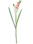 Sweet Pink Freesia Spray
