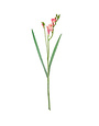Sweet Pink Freesia Spray