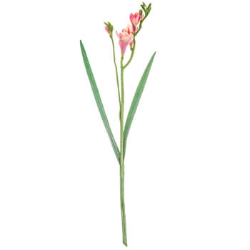 Sweet Pink Freesia Spray