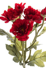 Deep Red Botanic Daisy