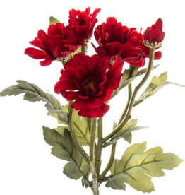 Deep Red Botanic Daisy