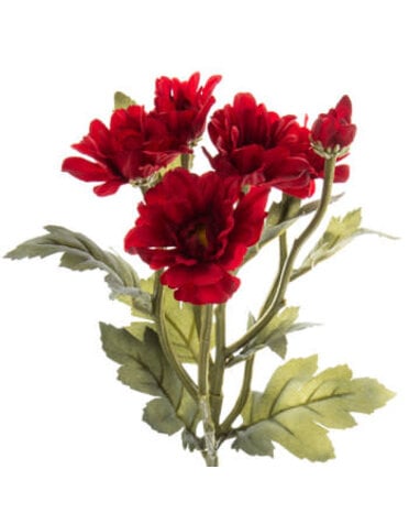 Deep Red Botanic Daisy
