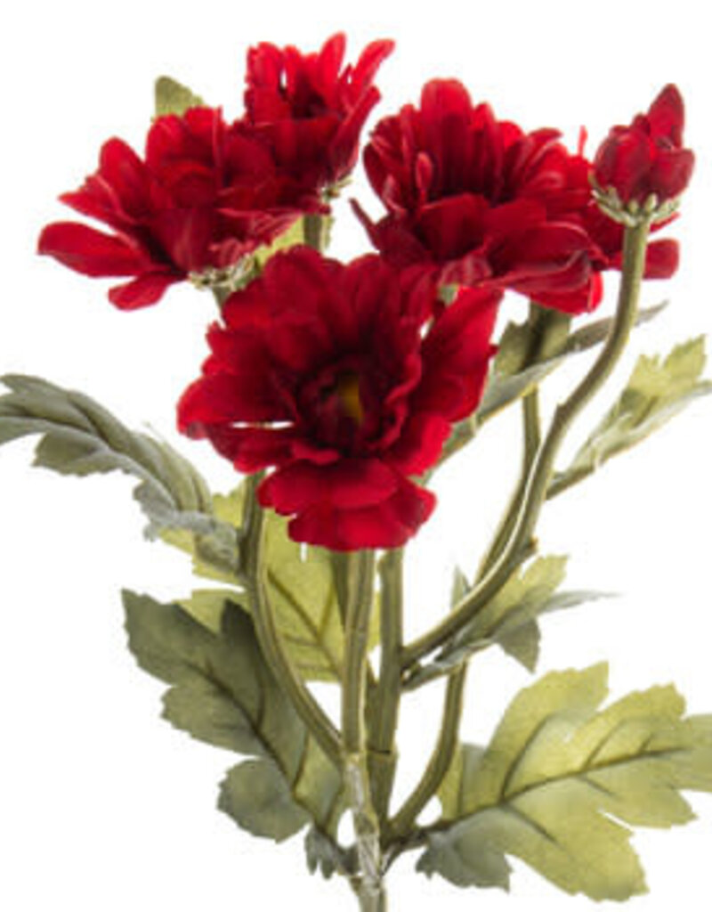 Deep Red Botanic Daisy
