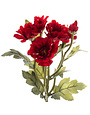 Deep Red Botanic Daisy