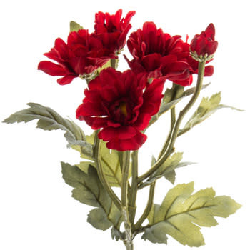 Deep Red Botanic Daisy