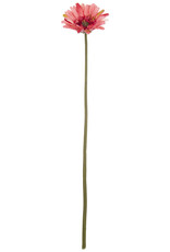 Pink Gerbera Daisy Stem