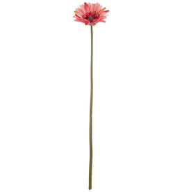 Pink Gerbera Daisy Stem