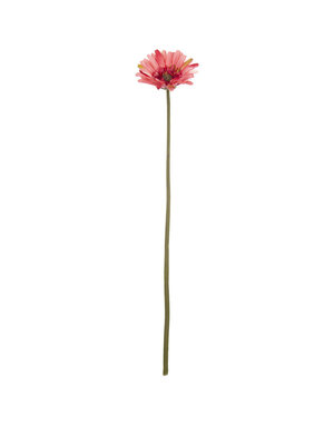 Pink Gerbera Daisy Stem