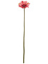 Pink Gerbera Daisy Stem