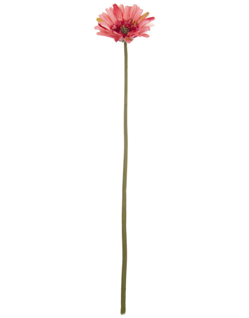 Pink Gerbera Daisy Stem