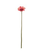 Pink Gerbera Daisy Stem