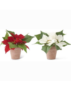Assorted 8 Inch Red and White Poinsettias In Pots 8"H x 3.5"Dia.