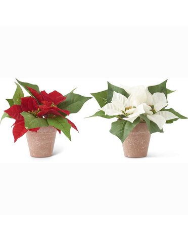 Assorted 8 Inch Red and White Poinsettias In Pots 8"H x 3.5"Dia.