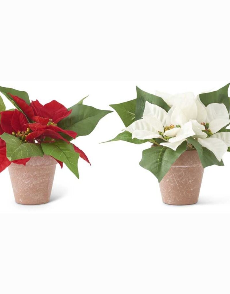Assorted 8 Inch Red and White Poinsettias In Pots 8"H x 3.5"Dia.