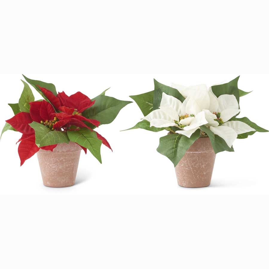 Assorted 8 Inch Red and White Poinsettias In Pots 8"H x 3.5"Dia.