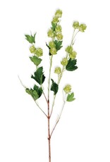 39" Green Hops Stem