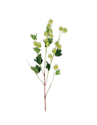 39" Green Hops Stem