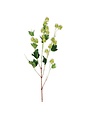 39" Green Hops Stem