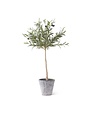 K & K Interiors 31 Inch Olive Tree w/Gray Wash Pot
