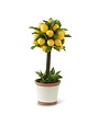 19 Inch Lemon & Foliage 1 Ball Topiary Tree in Ceramic Pot