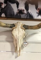 Longhorn Skull
