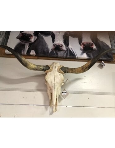 Longhorn Skull