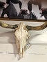Longhorn Skull