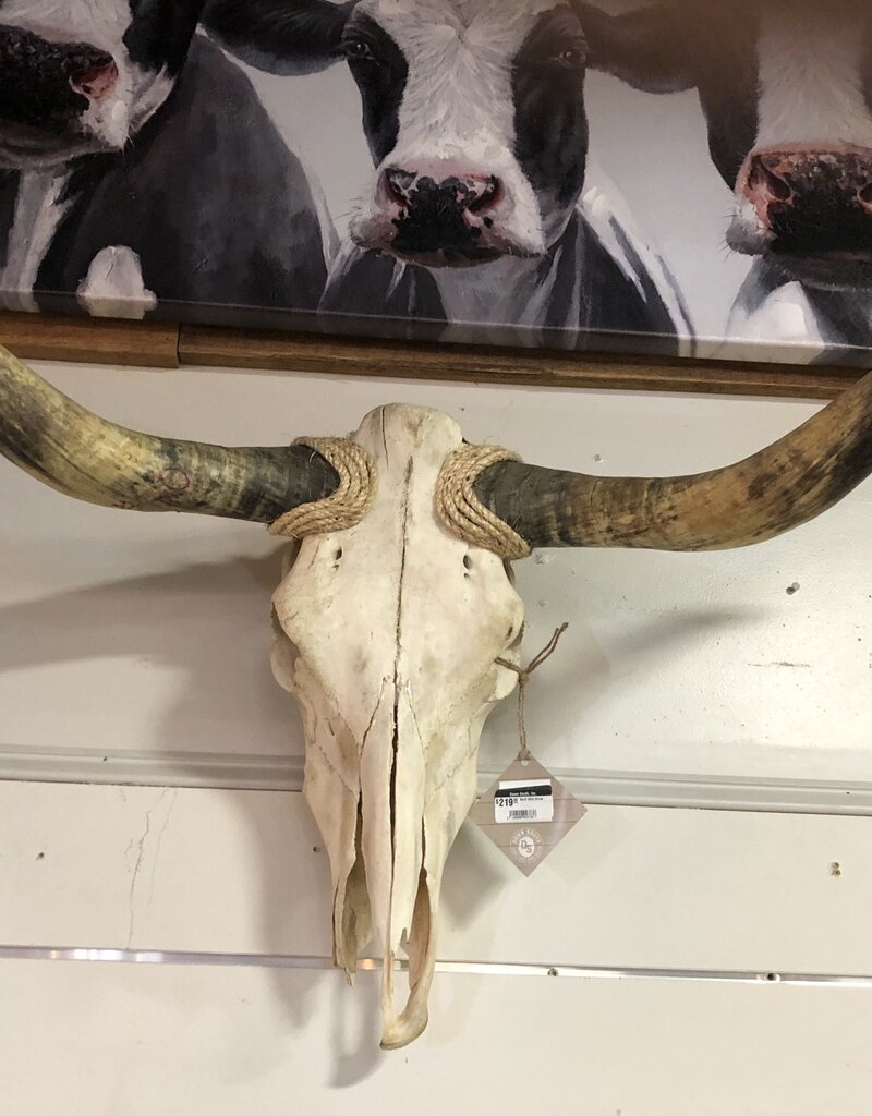 Longhorn Skull