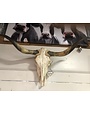 Longhorn Skull